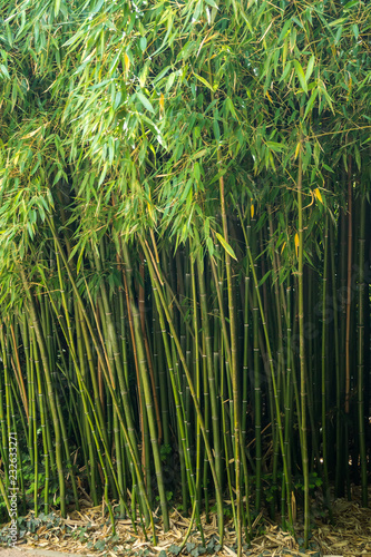 Thickets of green bamboo