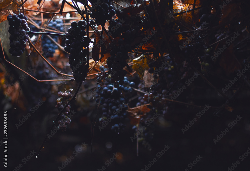 Vine branches with bunches of grapes of popular sort - Isabella, hanging down in the darknes, light breaks from the top and illuminates berries, copy space, autumn background concept Vine branches with bunches of grapes of popular sort - Isabella, hanging down in the darknes, light breaks from the top and illuminates berries, copy space, autumn background concept