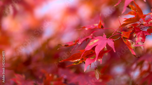 Japanese maple in it's full autumn glory