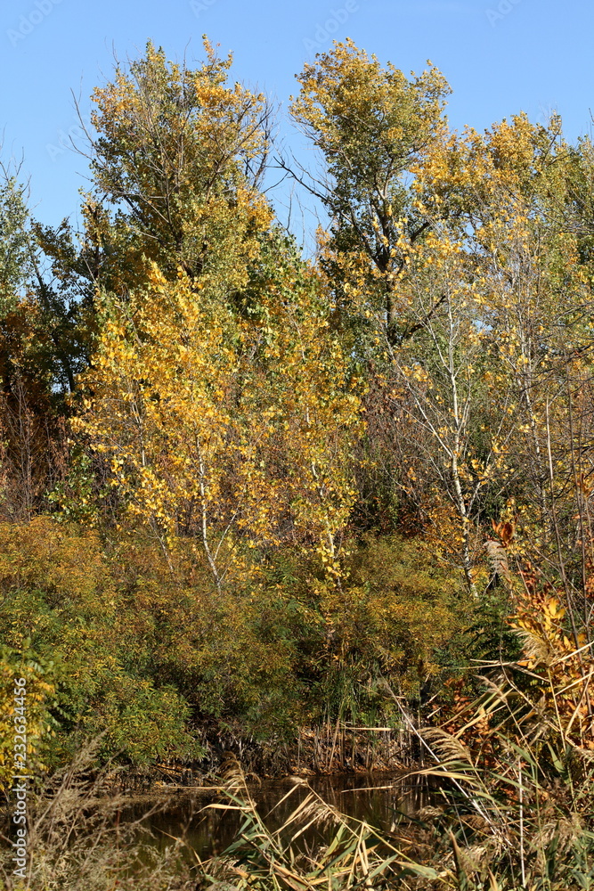 Fototapeta premium autumn in the forest