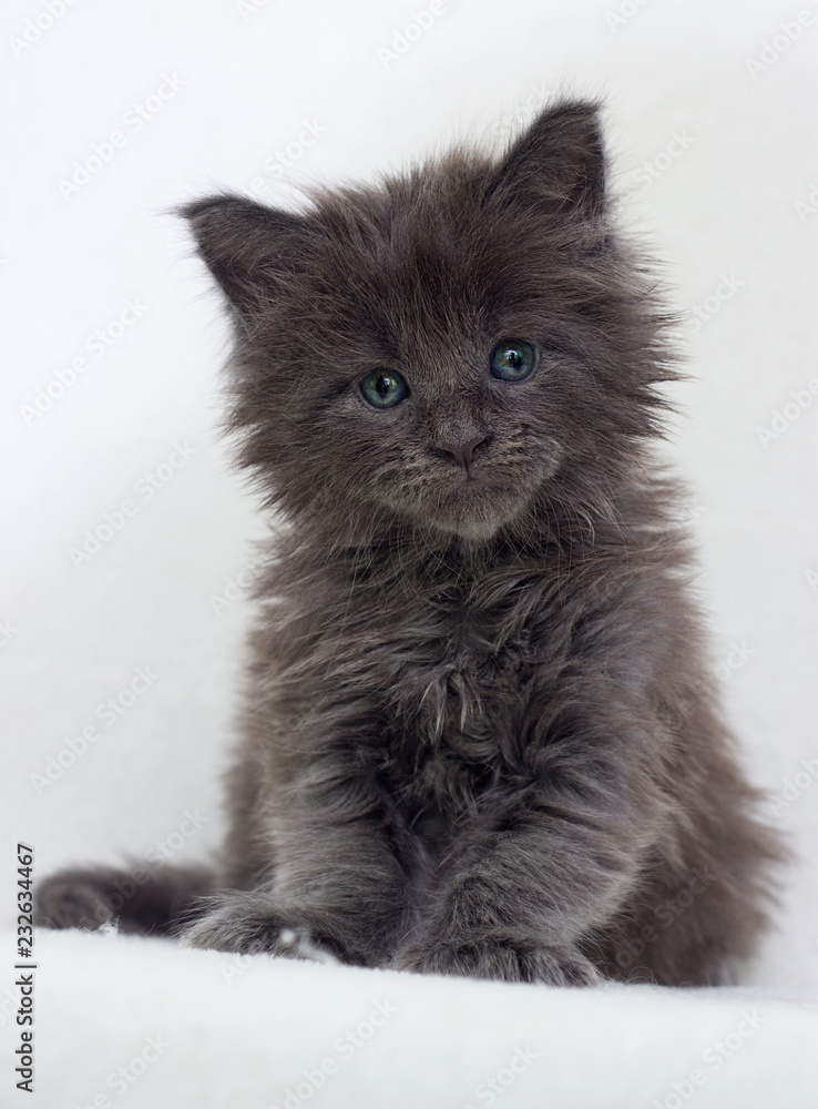 gray kitten looks