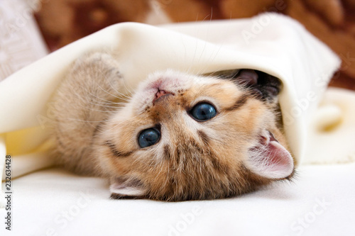 Little Golden British kitten lying upside down covered with a blanket and looks at the camera, cute kitten goes to bed hiding a sheet