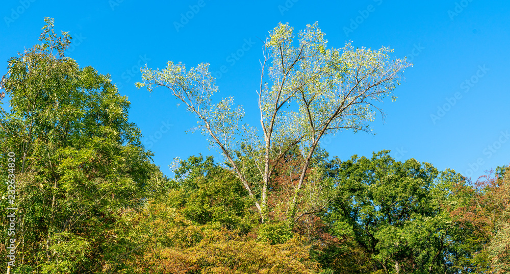Poplar in Forest Poplar in Forest