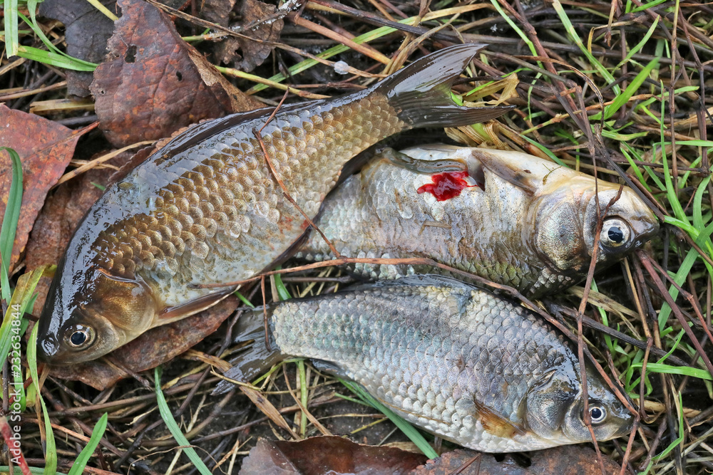 Three small crucian carp fish die on the grass near the lake Three small crucian carp fish die on the grass near the lake