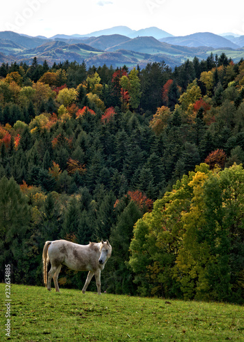 Autumn colors photo