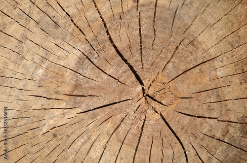 Tree stump with cracks in brown tone in the forest. Wooden background/texture
