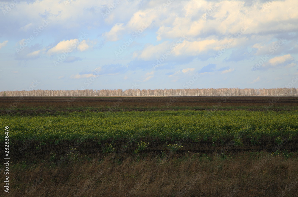 autumn, field, Altai, Corn,Clouds, Sky autumn, field, Altai, Corn,Clouds, Sky