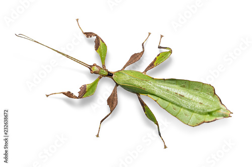 Male adult leaf insect (Phyllium ericoriai)