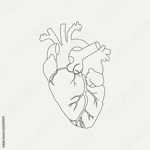 Anatomical human heart in linear style isolated on white background. Vector illustration.