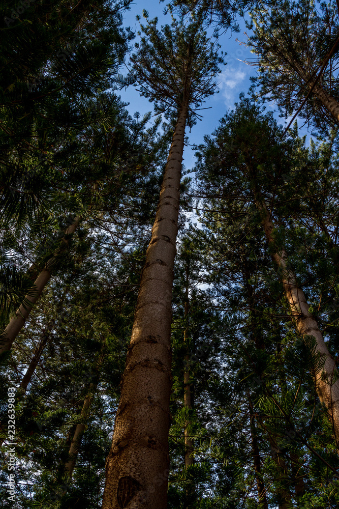Fototapeta premium Looking up to the sky from under pine trees Fremantle WA