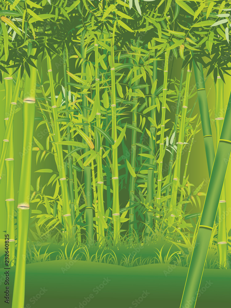 Fototapeta premium Bamboo forest scene