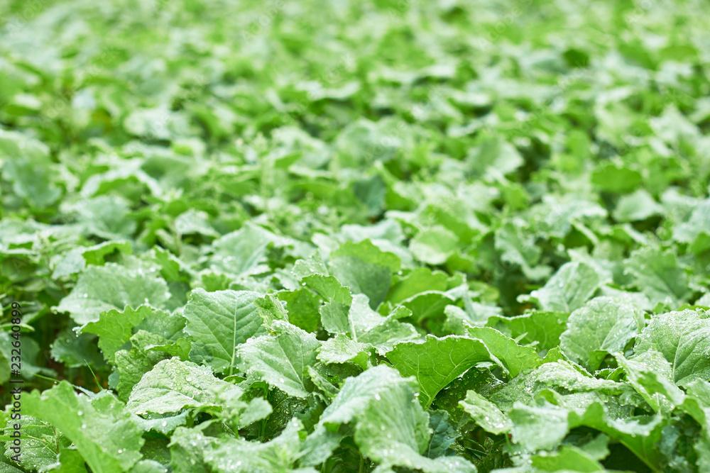 Field with growth of young rape on bed, agrarian sideration process. Background, texture, copy space. Bio agriculture and farming concept Field with growth of young rape on bed, agrarian sideration process. Background, texture, copy space. Bio agriculture and farming concept