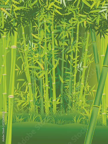 Fototapeta Naklejka Na Ścianę i Meble -  Bamboo forest scene