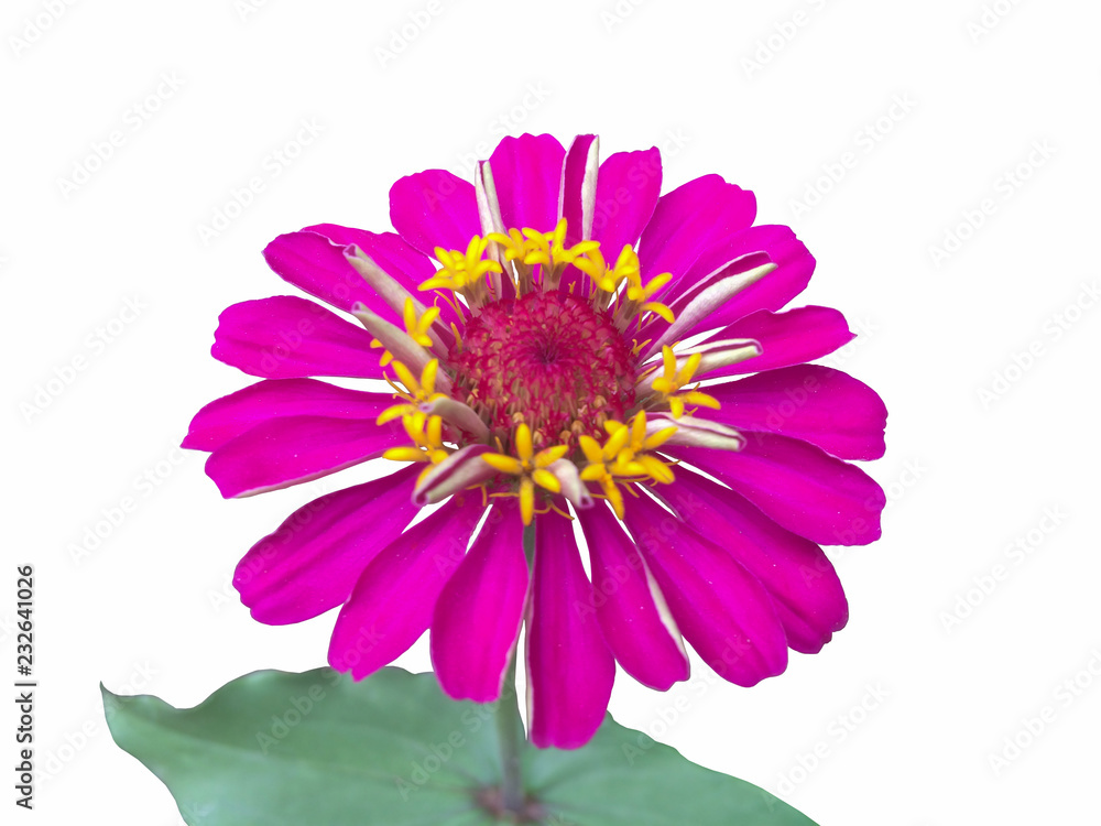 Obraz premium Beautiful pink zinnia flower isolated on white background with clipping path.