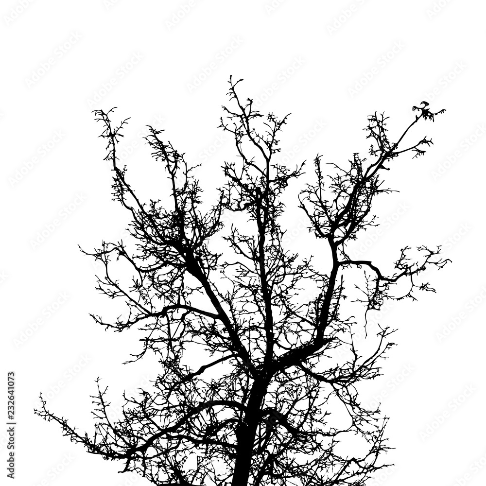 Fototapeta premium Black leafless tree branches
