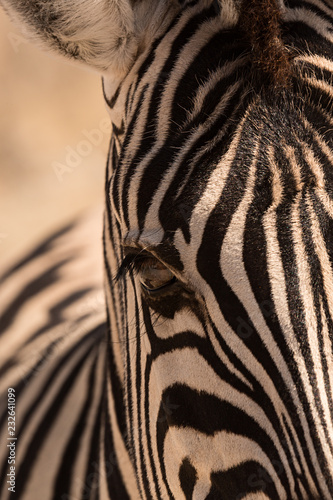 Cabeza de una cebra en Namibia, África.