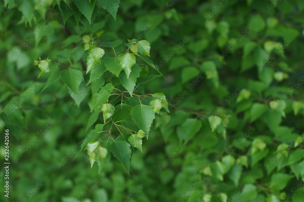 Scenic background for the design of birch leaves. Scenic background for the design of birch leaves.