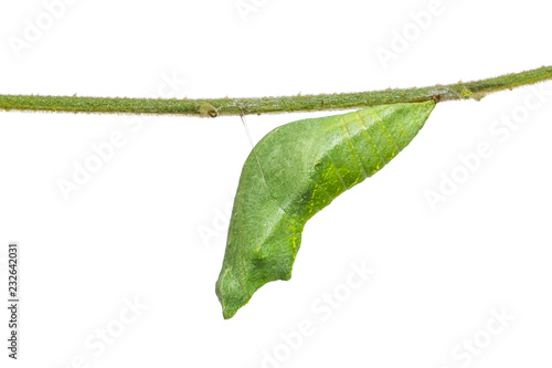 Fotografie Lime butterfly (Papilio demoleus) pupa