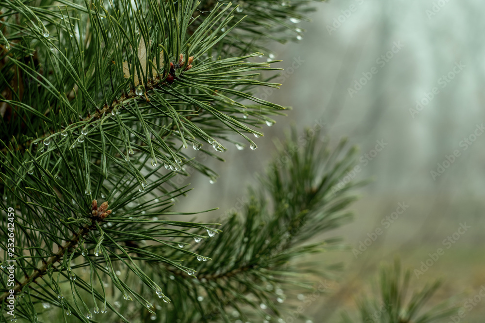 Sprigs of green pine against a foggy autumn day Sprigs of green pine against a foggy autumn day