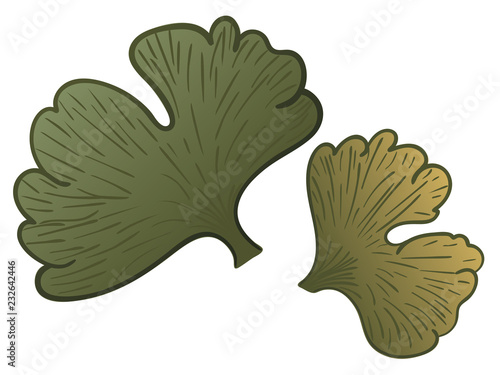 Ginkgo biloba leaves