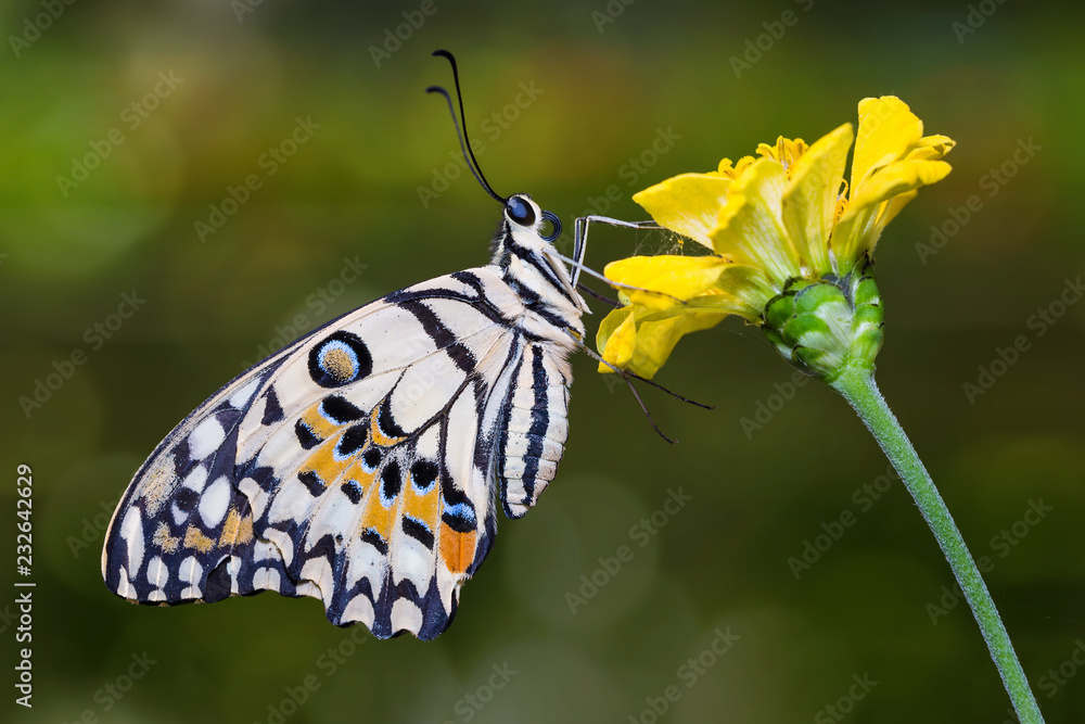 Obraz premium Lime butterfly on flower
