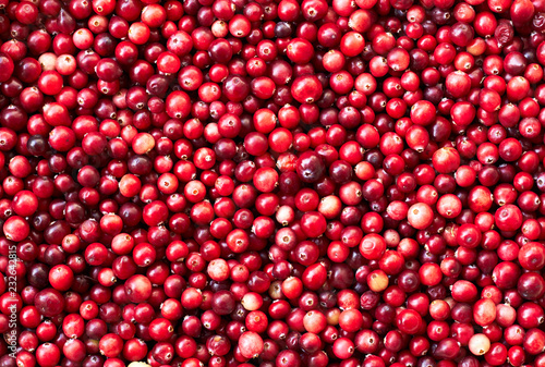 Cranberry, wild forest marsh red berries background texture photo