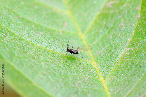Aphids on the green leaf