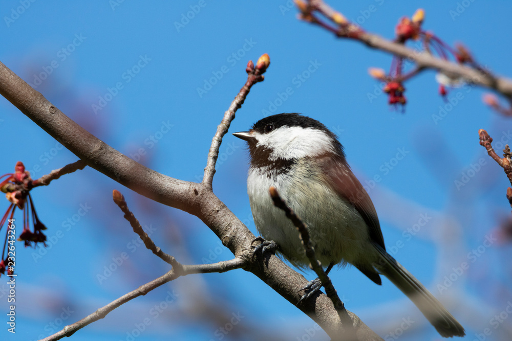 Obraz premium Mésange à tête noire, Black-capped Chichadee, Paridés, Québec Canada
