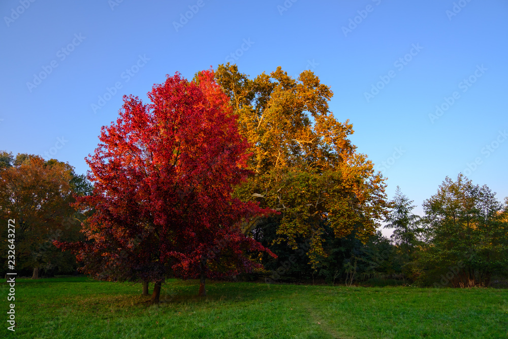 Naklejka premium Bäume in herbstfarben in einem park vor blauem himmel