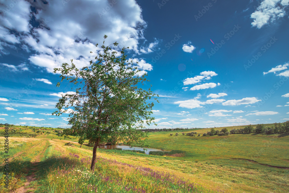 summer landscape with rural road and young tree on a field with flowers on sunny day summer landscape with rural road and young tree on a field with flowers on sunny day
