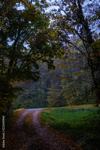 Herbstimmung in einem Wald mit Weg zur Strasse am Abend