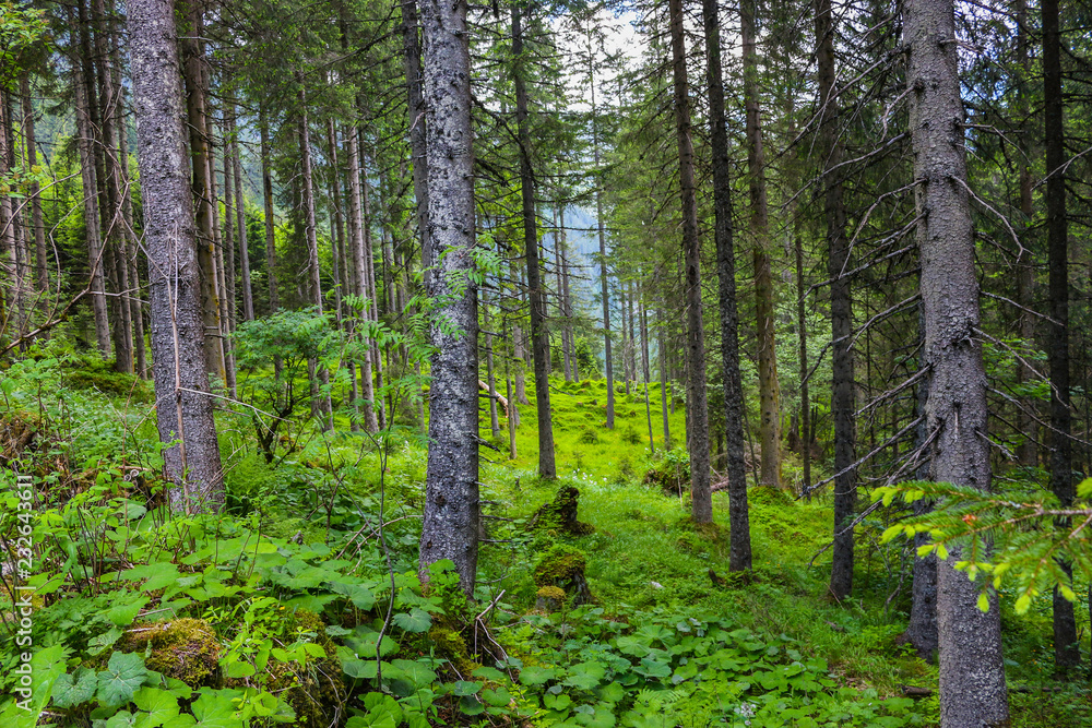 Obraz premium Walk in mysterious dark and old forest