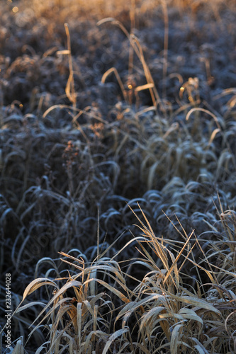 Frosty morning in the late autumn on the meadow.