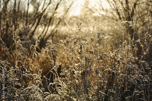 Frosty morning in the late autumn on the meadow.