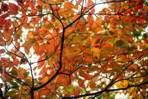 Vibrant gorgeous mass of orange, red, and green fall foliage