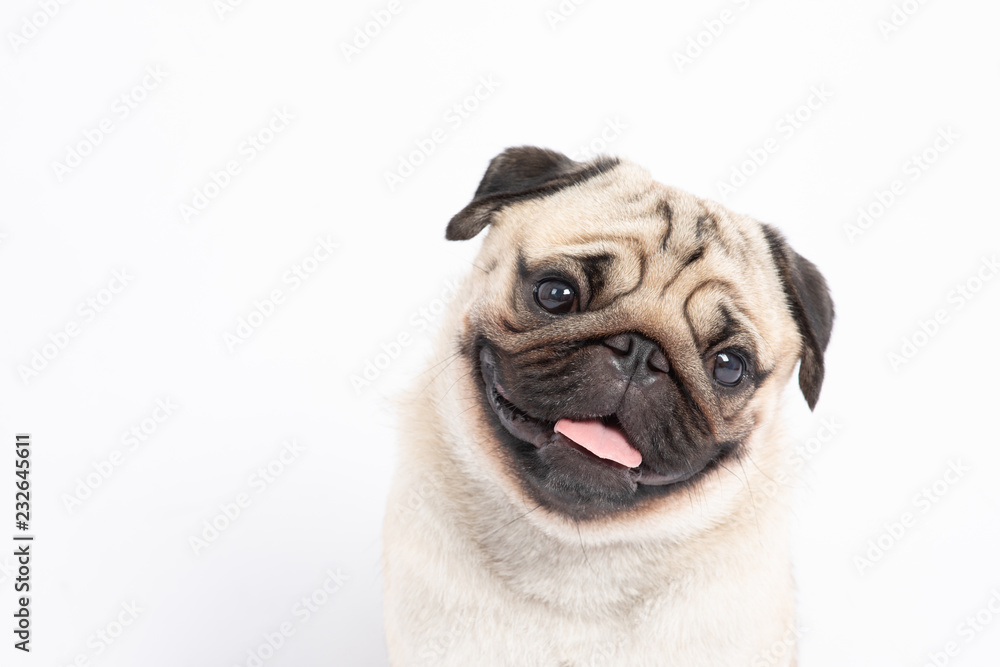 Cute pet dog pug breed smile with happiness feeling so funny and making serious face isolated on white background,Purebred pug dog healthy Concept
