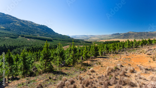 Scenic Forest Trees Hills Valley