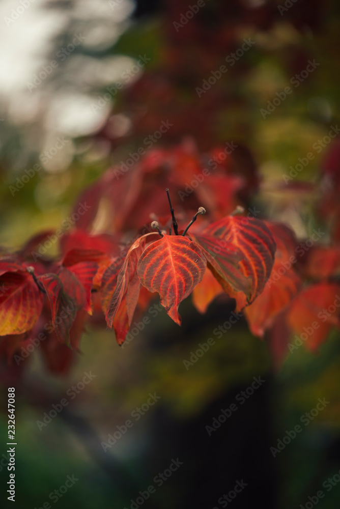 Close-up of gorgeous vibrant red dogwood fall foliage with spring buds in a woodland Close-up of gorgeous vibrant red dogwood fall foliage with spring buds in a woodland