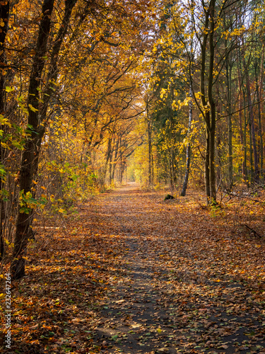 Waldweg- Herbst-01 © KreuzAs