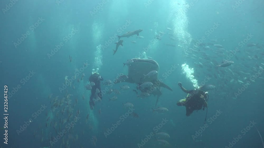 Two divers and a Whale shark (Rhincodon typus) Two divers and a Whale shark (Rhincodon typus)