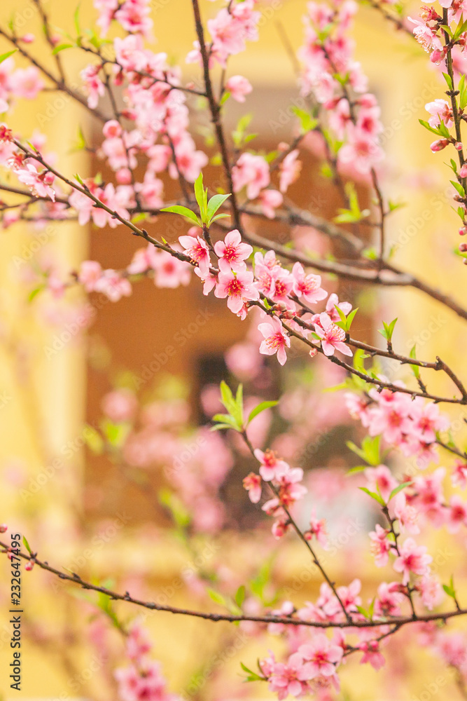 Blooming Peach Cherry flowers in front of the window. Blooming Peach Cherry flowers in front of the window.