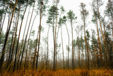 Tall trees in the pine forest. Autumn.