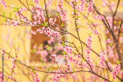 Blooming Peach Cherry flowers in front of the window.