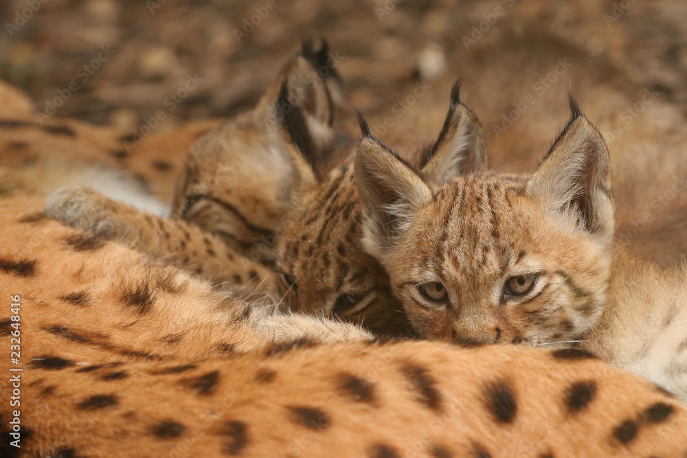 Obraz premium Female of lynx giving suck to its cubs on a close up horizontal picture. A rare predatory cat, occurring in European forests.