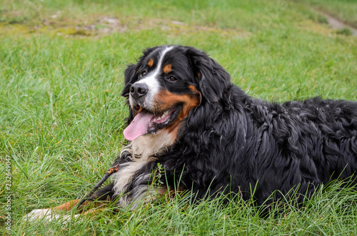 A dog of the Berner Sennenhund breed during a walk on the street