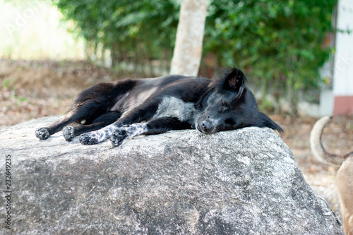 The black dog sleep on a rock at outdoor.