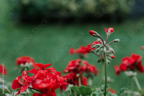 Colorful vivid red geraniums growing outdoors photo