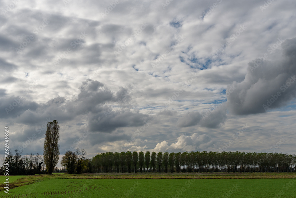 nuvole e alberi