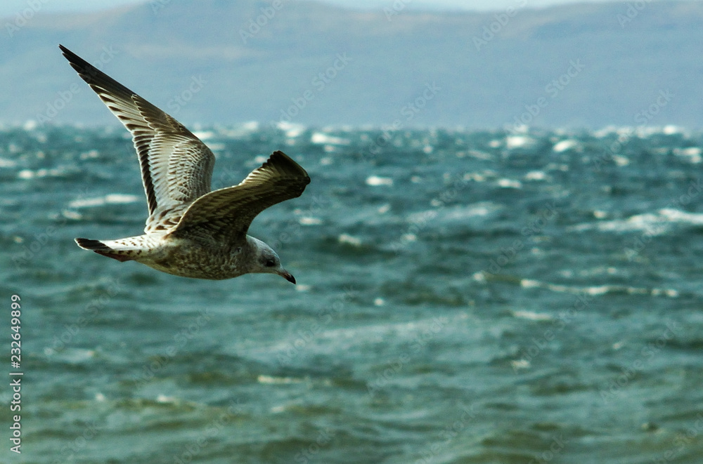 gray gull flying over the stormy sea