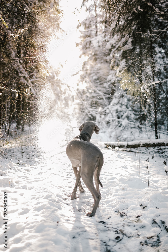 A dog stand in winter forest looking at the sun A dog stand in winter forest looking at the sun